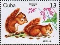 Eurasian Red Squirrel (Sciurus vulgaris)
