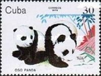 Giant Panda (Ailuropoda melanoleuca)