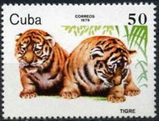 Tiger (Panthera tigris)