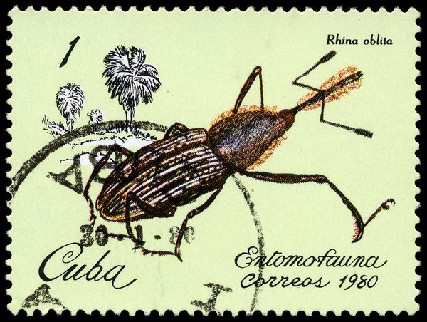 Weevil (Rhina oblita)