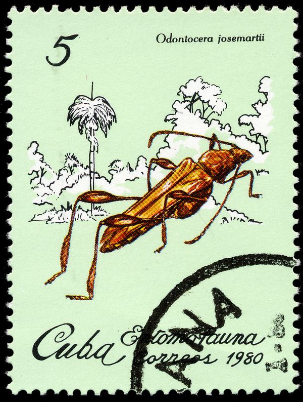 Cricket (Odontocera josemartii)