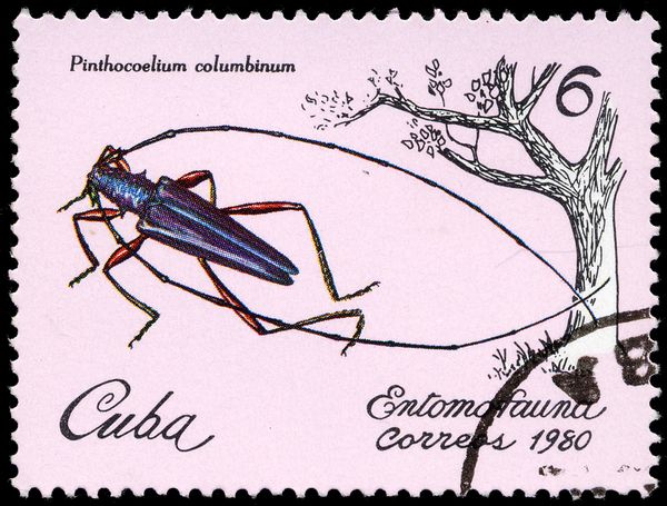 Longhorn Beetle (Pinthocoelium columbinum)