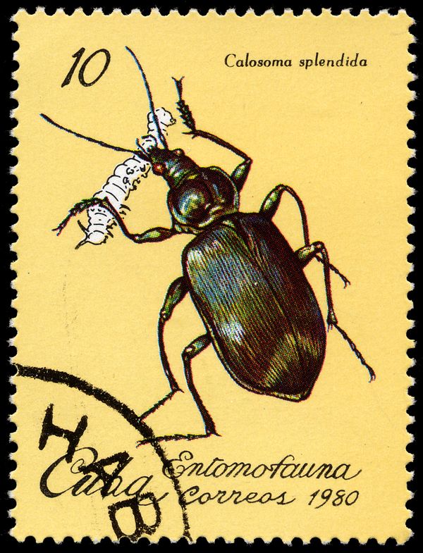 Calosoma Beetle (Calosoma splendida)