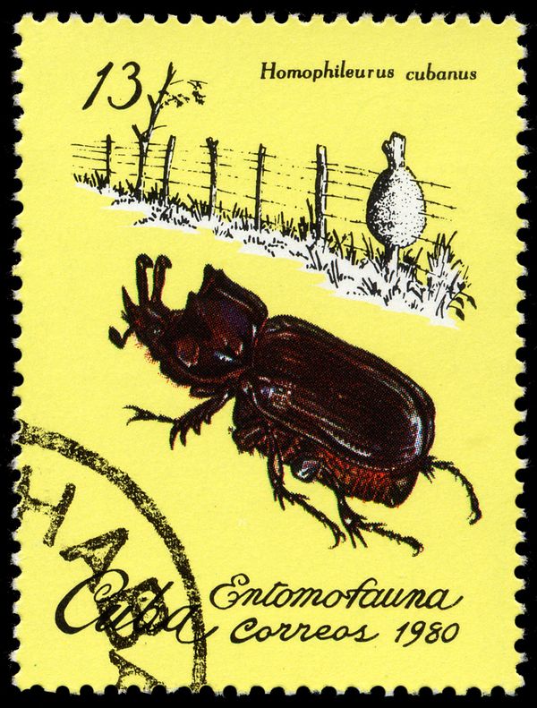 Beetle (Homophileurus cubanus)