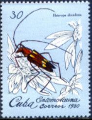 Longhorn Beetle (Heterops dimidiata)