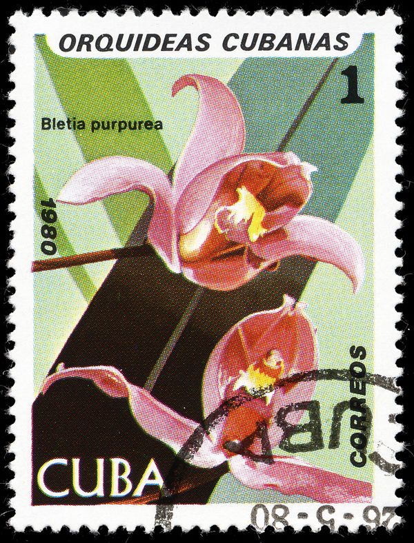 Bletia purpurea