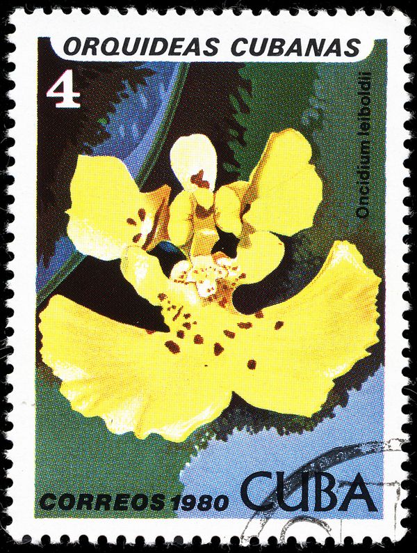 Oncidium leiboldii