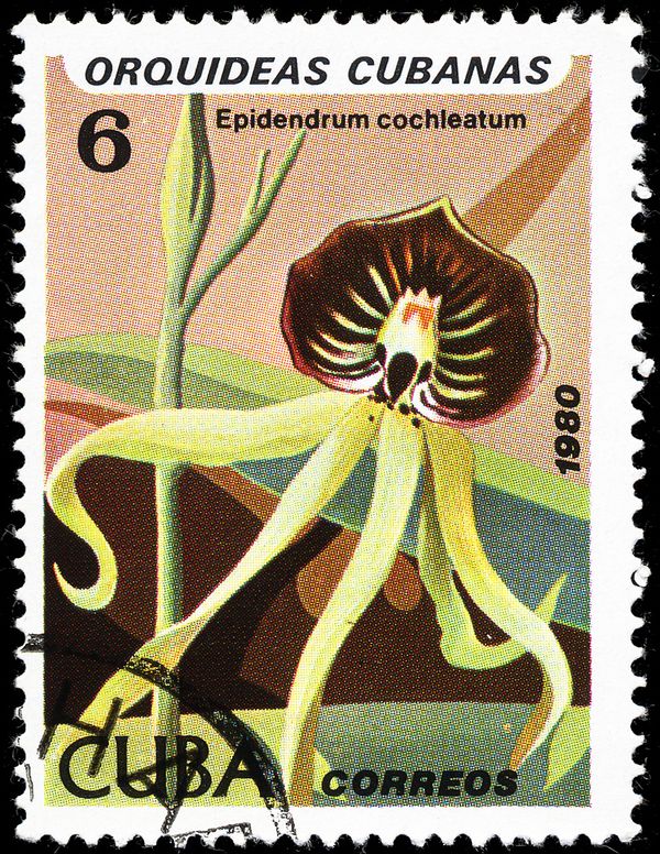 Epidendrum cochleatum