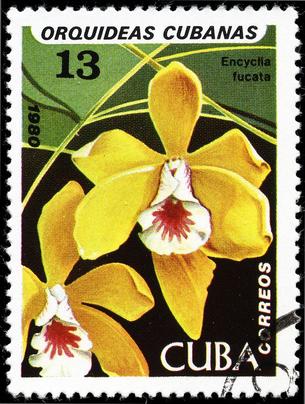 Encyclia fucata