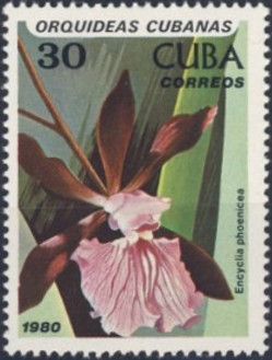 Encyclia phoenicea