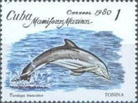 Common Bottlenose Dolphin (Tursiops truncatus)