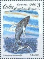 Humpback Whale (Megaptera novaeangliae)