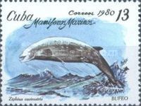 Cuvier's Beaked Whale (Ziphius cavirostris)