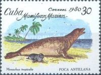 Caribban Monk Seal (Monachus tropicalis)