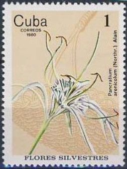 Pancratium arenicolum