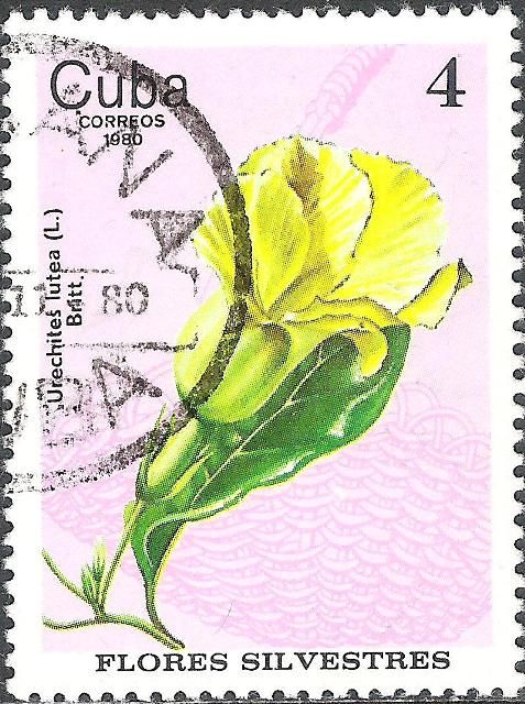 Urechites lutea