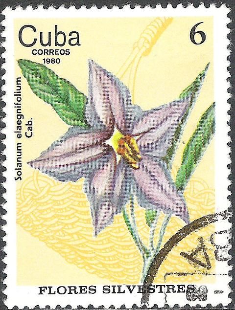 Solanum elaeagnifolium