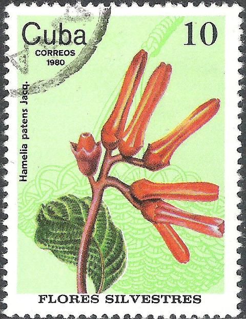 Hamelia patens
