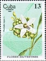 Morinda royoc