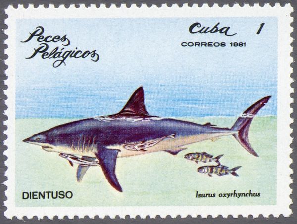 Shortfin Mako Shark (Isurus oxyrinchus)