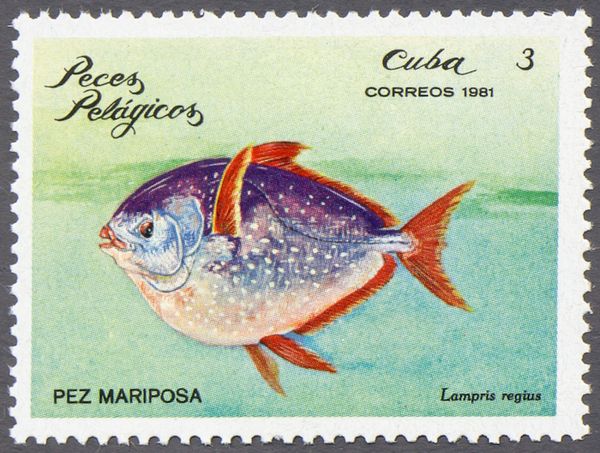 North Atlantic Opah (Lampris regius)