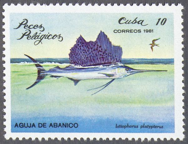 Indo-Pacific Sailfish (Istiophorus platypterus)