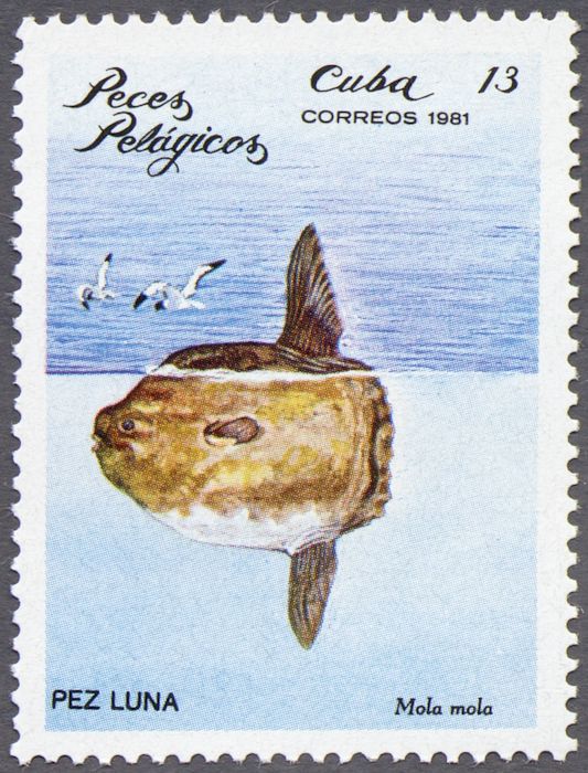 Ocean Sunfish (Mola mola)