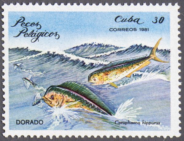 Common Dolphinfish (Coryphaena hippurus)
