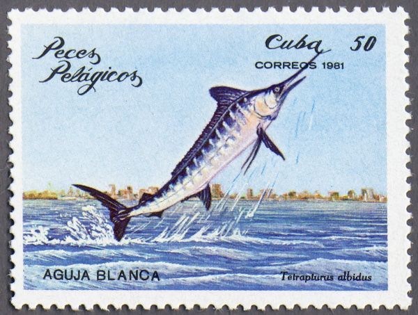 White Marlin (Tetrapturus albidus)