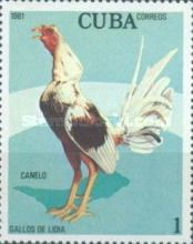 Canelo (Gallus gallus domesticus)