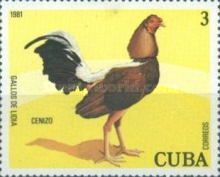 Cenizo (Gallus gallus domesticus)