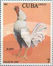 Blanco (Gallus gallus domesticus)