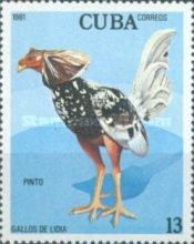Pinto (Gallus gallus domesticus)