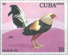 Giro (Gallus gallus domesticus)