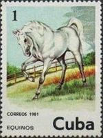 Horse (Equus ferus caballus)