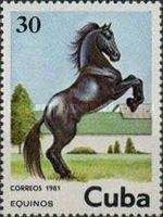 Horse (Equus ferus caballus)