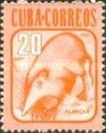 Cuban Solenodon (Atopogale cubana)