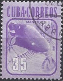 West Indian Manatee (Trichechus manatus)