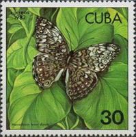 Caribbean Cracker (Hamadryas ferox diasia)