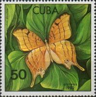 Antillean Daggerwing (Marpesia eleuchea eleuchea)