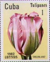 Tulip "Greenland"