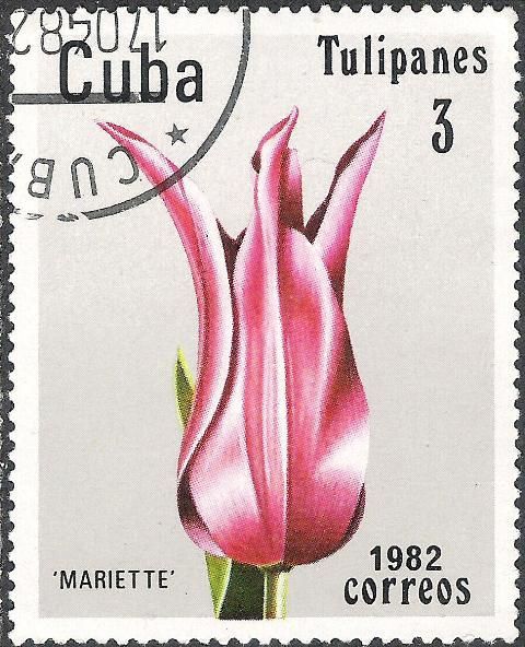 Tulip "Mariette"