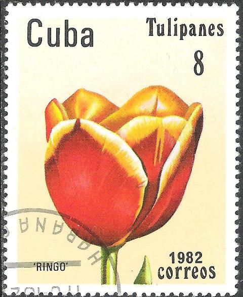 Tulip "Ringo"
