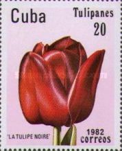 Tulip "Black Tulip"