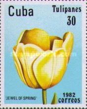 Tulip "Jewel of Spring"