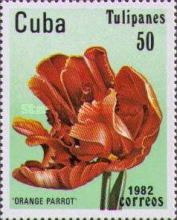 Tulip "Orange Parrot"