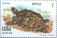 Cuban Slider (Pseudemys decussata)
