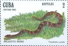 Leopard Dwarf Boa (Tropidophis pardalis)