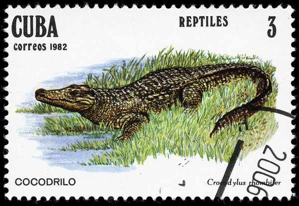 Cuban Crocodile (Crocodylus rhombifer)
