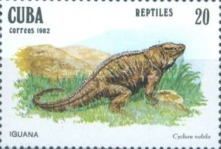 Cuban Rock Iguana (Cyclura nubila)